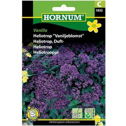 Hornum Heliotrop Frø, Vanilla Blomsterfrø