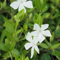 VINCA minor 'Alba' Vintergrøn