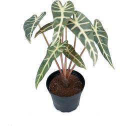 Mr Plant Alocasia Kunstig plante