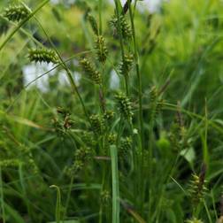 Gul Star Carex flava