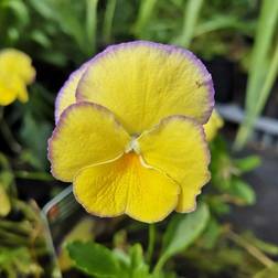 Hornviol Etain Viola cornuta Etain Blomsterfrø
