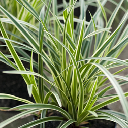 Carex Carex morrowii 'Ice Dance' Hvidstribet japansk Prydbusk