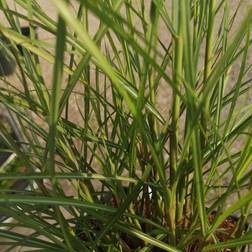 MISCANTHUS sinen. 'Red Chief' efterårsfarver Prydbusk