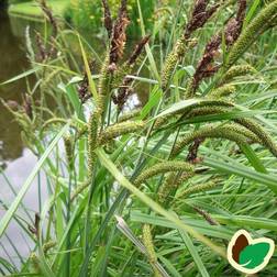 Tykakset Star - Carex riparia