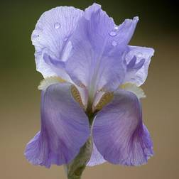 IRIS germanica 'Jane