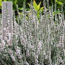 Calluna vulgaris 'Beoley Silver'