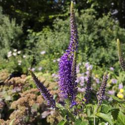 Langbladet Ærenpris Blauriesin Veronica longifolia