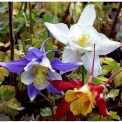 AQUILEGIA caer. 'McKana' Langsporet Akeleje