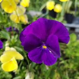 Hornviol Martin Viola cornuta Martin Blomsterfrø