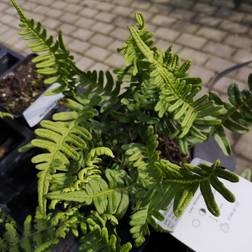 Englesød Polypodium vulgare