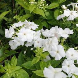 Phlox Pani. Adessa Staude