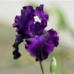 IRIS germanica 'Sable'