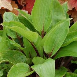 HOSTA hybrid 'Purple Heart' Funkia