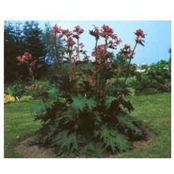 Prydrabarber Rheum palmatum var Tanguticum Prydbusk
