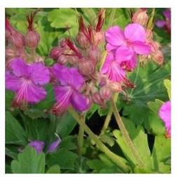 Geranium Bevan's Variety Geranium macrorrhizum Bevan's