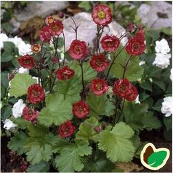 Nellikerod Flame of Passion Geum Staude
