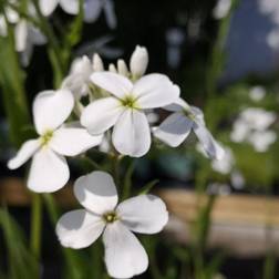 Natviol Alba Hesperis matronalis Alba Prydbusk