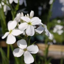 Natviol Alba Hesperis matronalis Alba