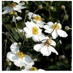 Anemone Japonica 'Honorine Jobert'