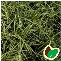 Mini Star Evergold Carex oshimensis Evergold