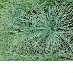 FESTUCA glauca 'Festina' Blå