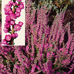Efterårslyng Calluna vulgaris Jana Staude