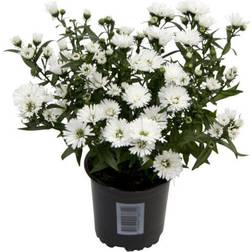 Asters Victoria, Ø: 11 Plante