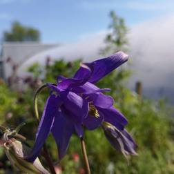 AQUILEGIA alpina Akeleje