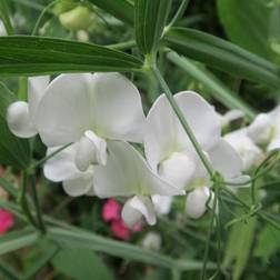 Flerårig Ærteblomst Weisse Perle