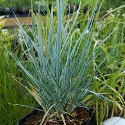 Blågræs Elymus magellanicum Staude