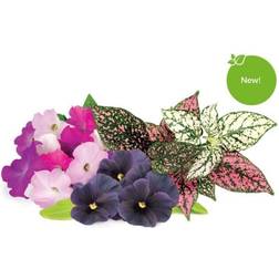 Click and Grow & Plant Pod Vibrant Flower Mix Krukke