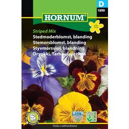 Hornum Stedmoderblomst frø, Striped Mix