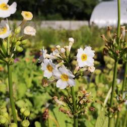 Kugleprimula Alba - Primula denticulata Alba Plantejord