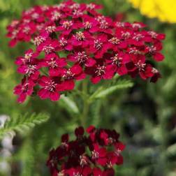 Røllike Sammetriese - Achillea millefolium Sammetriese