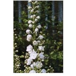 Ridderspore Magic Fountain Hvid Delphinium Magic
