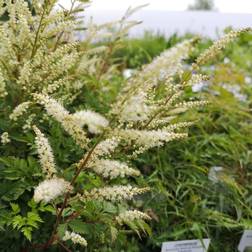 Koreansk Fjerbusk - Aruncus aethusifolius Sommerblomst