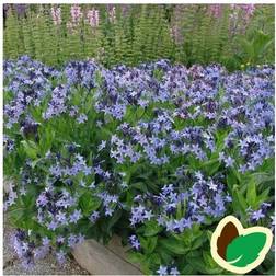 AMSONIA angustifolia 'Blue Ice' Blåstjerne