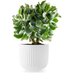 Eva Trio Flowerpot - Legio Krukke