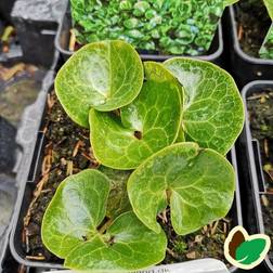 Hasselurt - Asarum europaeum Plantejord