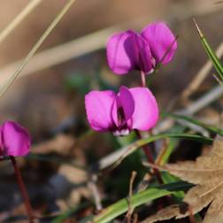 Alpeviol - Cyclamen coum