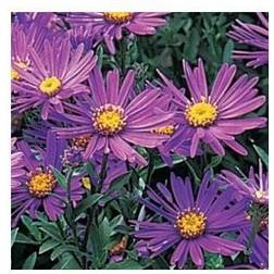 Amellusasters Veilchenkönigin - Aster amellus Blomsterfrø