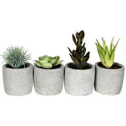 Vickerman Assorted Potted Succulents Artificial Plant
