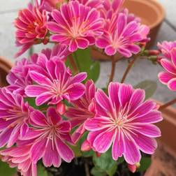 Bitterrod Little Plum - Lewisia longipetala Little Plum