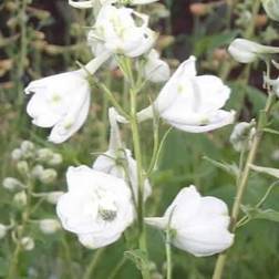 Ridderspore Galahad - Delphinium pacific Galahad Sommerblomst
