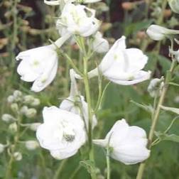 Ridderspore Galahad - Delphinium pacific Galahad