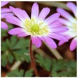 ANEMONE blanda 'Charmer'