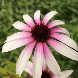 Purpursolhat Pretty Parasols - Echinacea purpurea Pretty