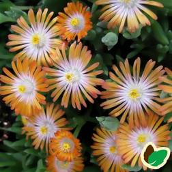 Middagsblomst Topaz - Delosperma cooperi Topaz