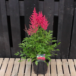 ASTILBE Short's sweet 'Fireberry'® Astilbe