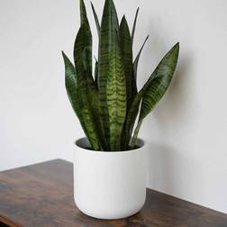 Ivyline Lisbon Planter - Ceramic H26